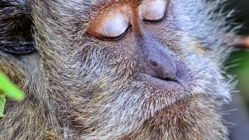 Hvordan primat er som en orangutang