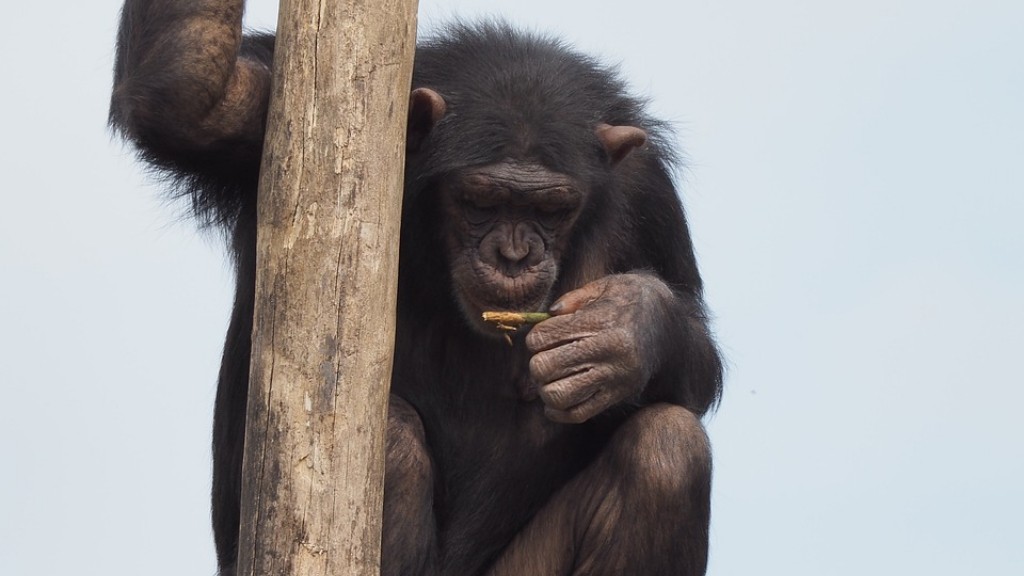 Hvordan man laver en chimpanse ud af ler