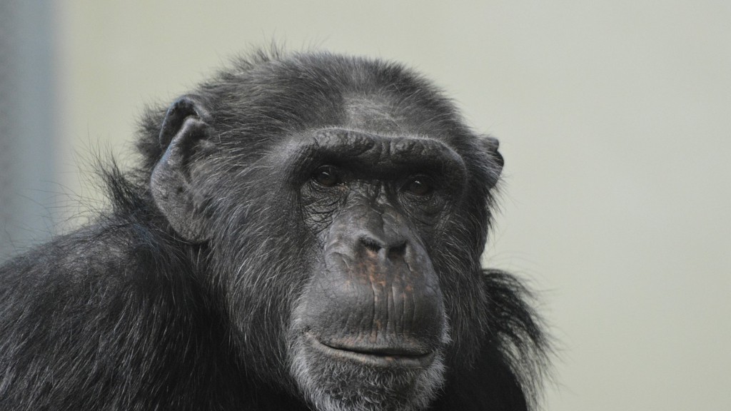 Har mennesker chimpanse-dna