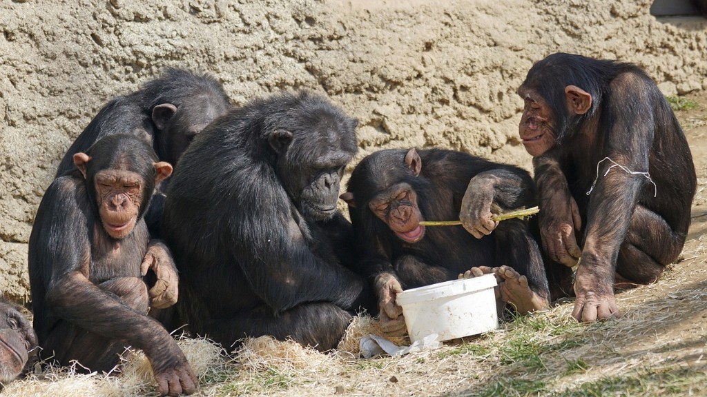 Hvordan spiser en chimpanse en banan