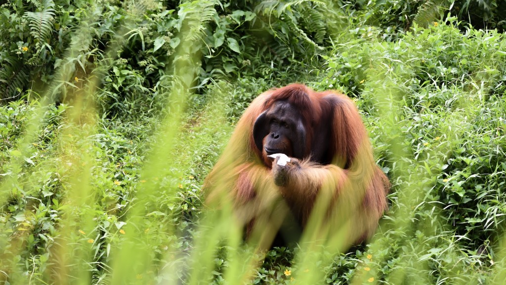Hvilken slags orangutang findes i Phoenix Zoo