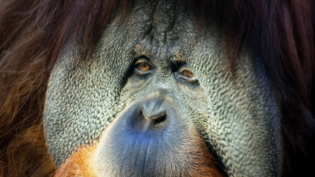 Hvilket habitat er Bornean Orangutang