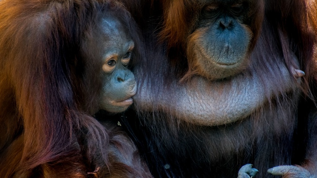 Siger Animal Planet Orangutang Fisse