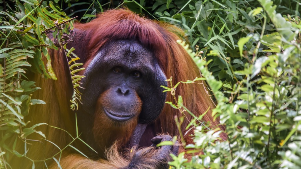 Hvilken type phylum er en orangutangrabbe