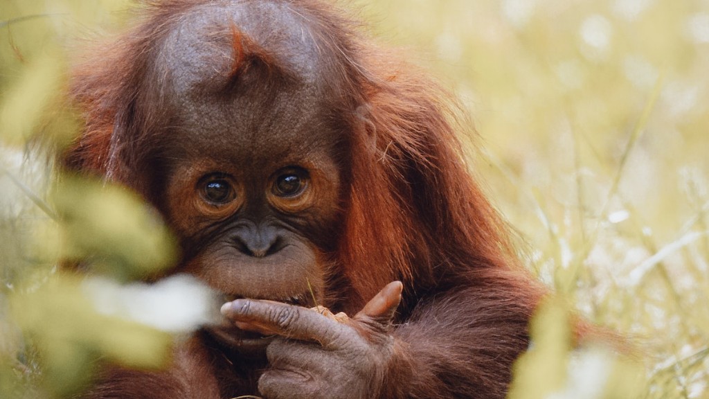 Hvordan primat er som en orangutang